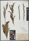 Foto von Salix triandra L. x Salix viminalis L.